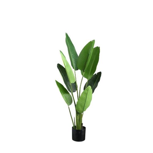 Strelitzia plant in pot Small 117cm