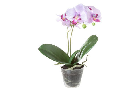 PLANT ORCHID H:34