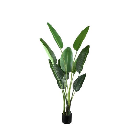 Strelitzia plant in pot Medium 150cm