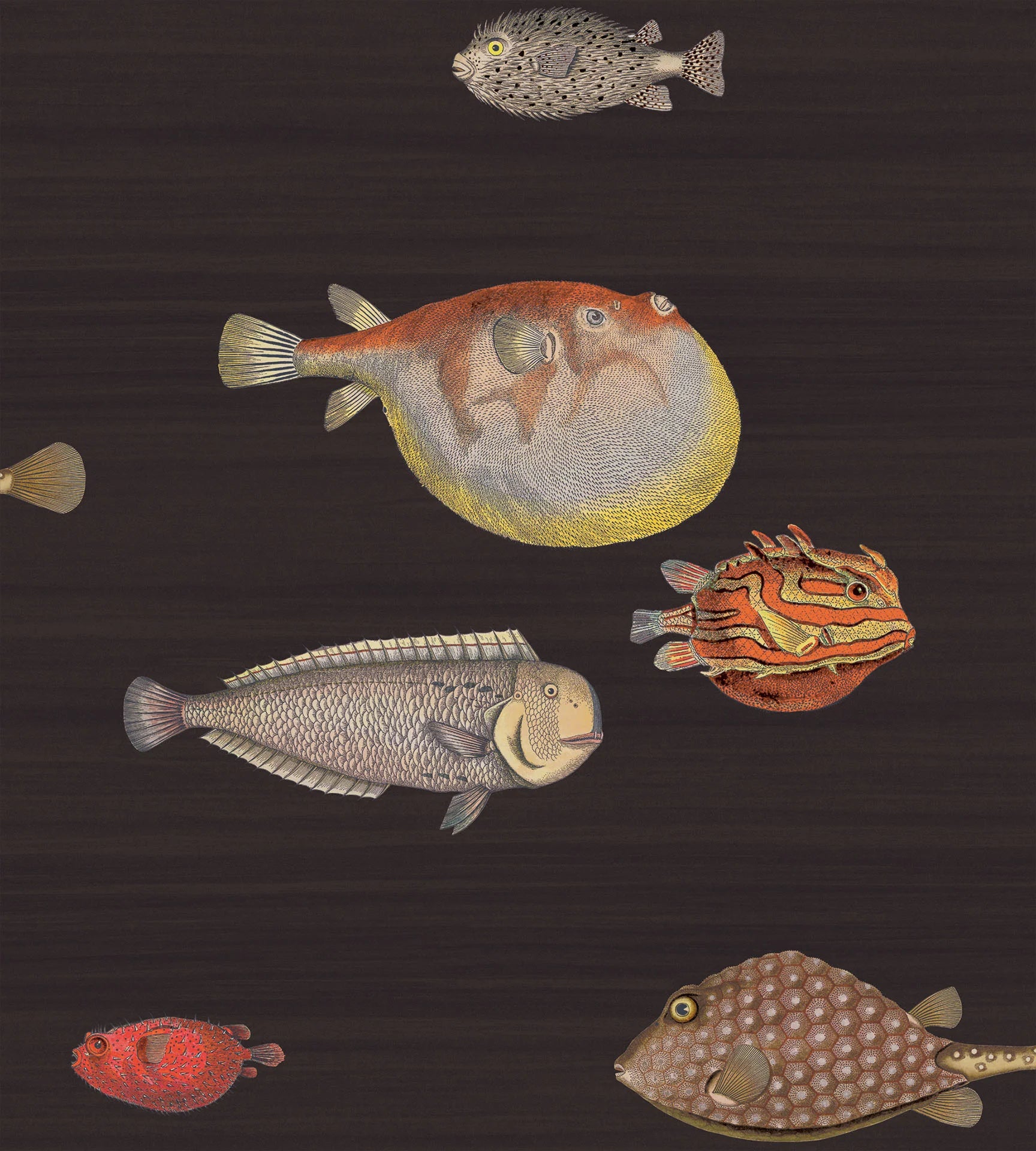 Cole & Son Fornasetti Acquario, Charcoal