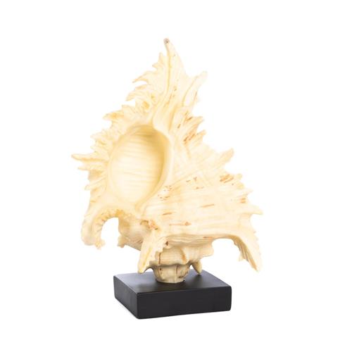 Shell on pedestal cream 30cm