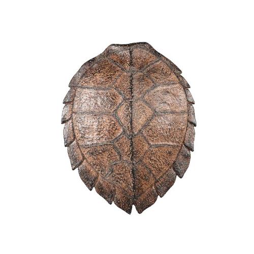 PTMD Schildpadschild Jorge Brown 57x44x13cm