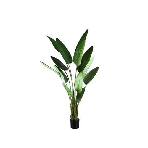 Strelitzia plant in pot Large 235cm