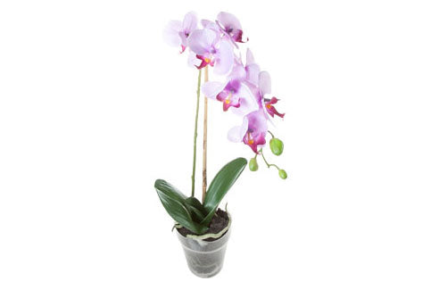 PLANT ORCHID H:57