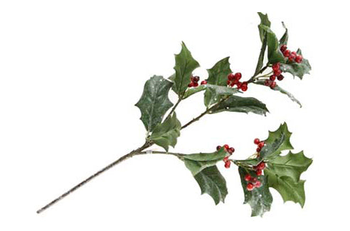 Goodwill Holly branch 73.5cm