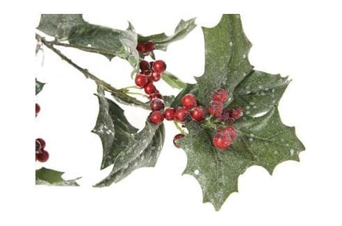 Goodwill Holly branch 73.5cm