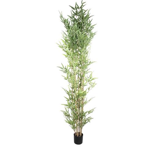 PTMD Bamboo plant in pot L240xW80cm