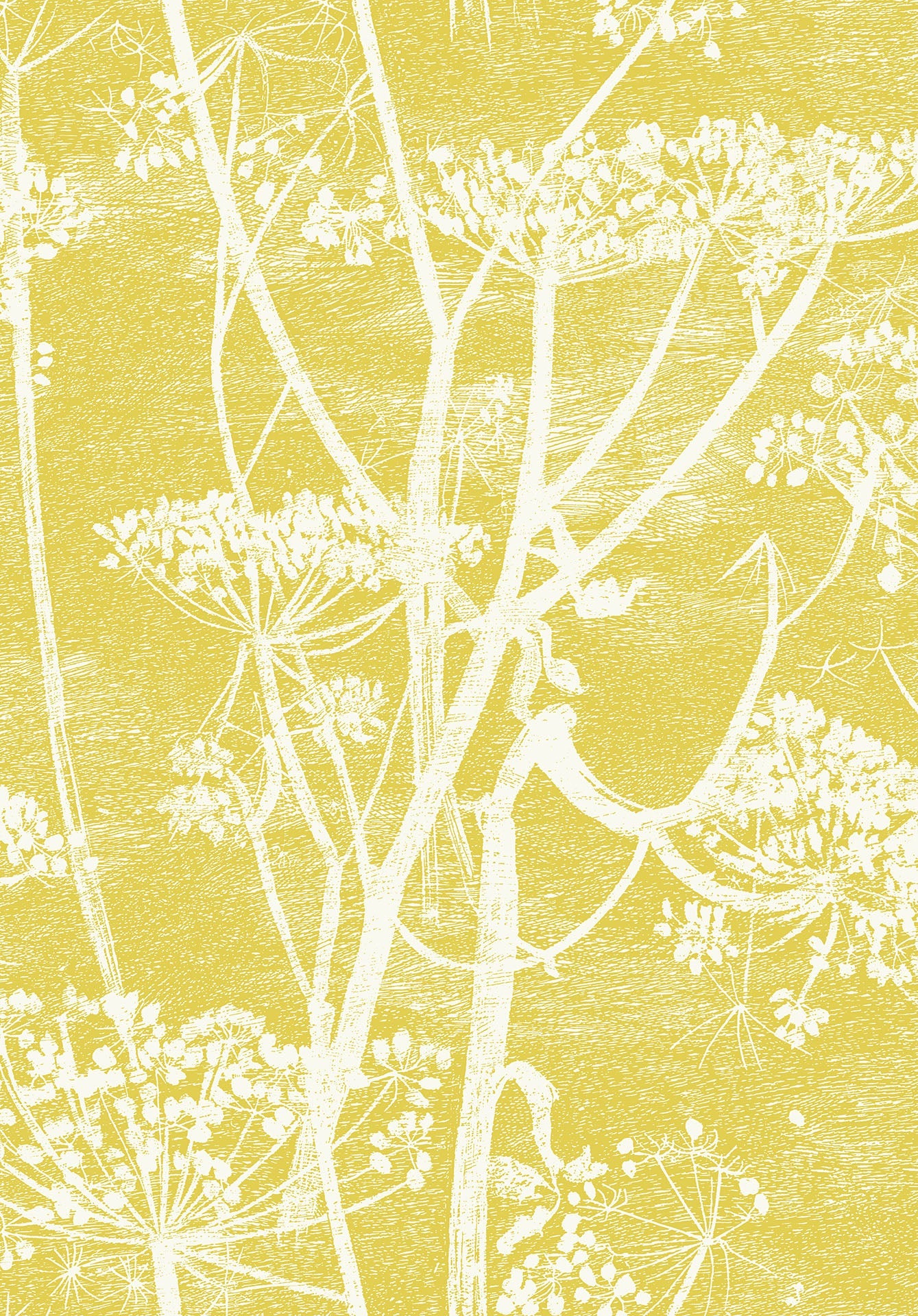 Cole & Son Contemporary Collection, Cow Parsley,  White & Chaurtreuse
