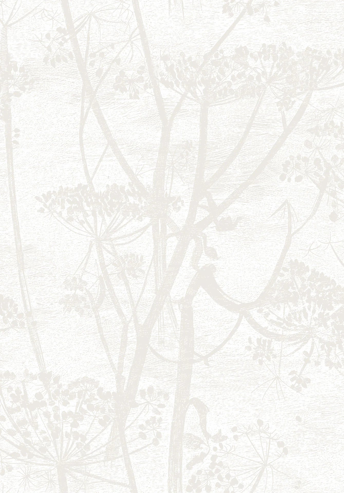 Cole & Son Contemporary Collection, Cow Parsley,  Chalk and Parchment
