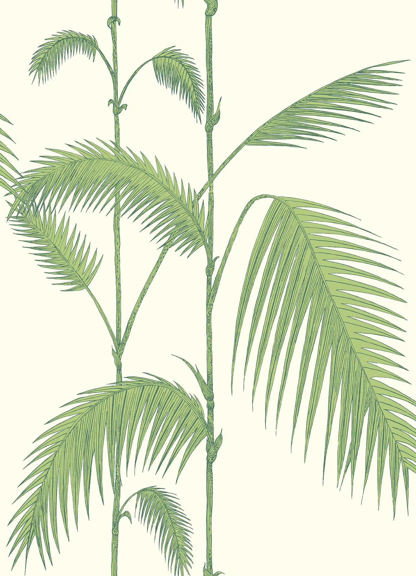 Cole & Son Contemporary Collection, Palm Leaves, Olive Green on White