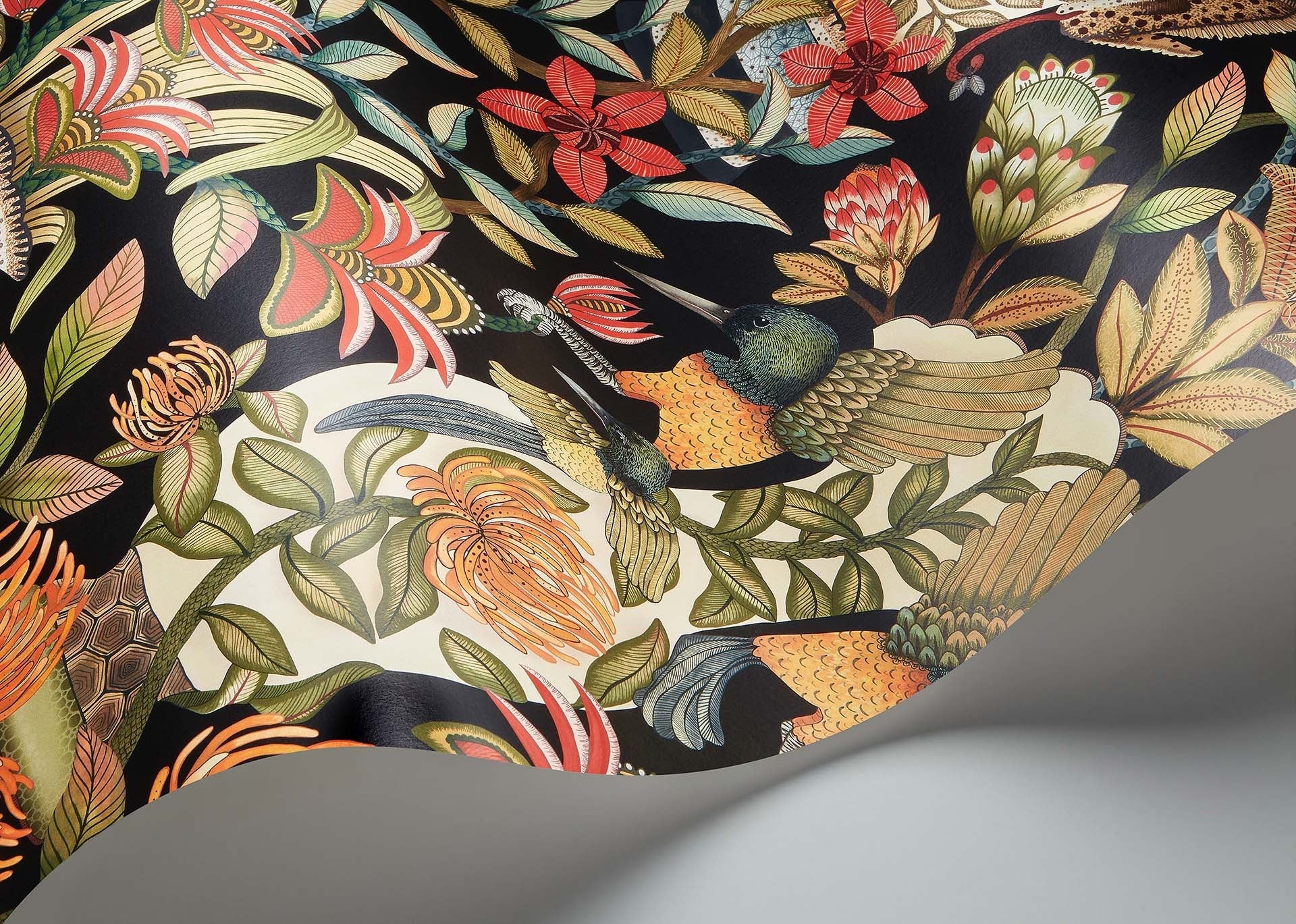 Cole & Son Ardmore Jabula . Protea Garden , Olive & Rouge on Black