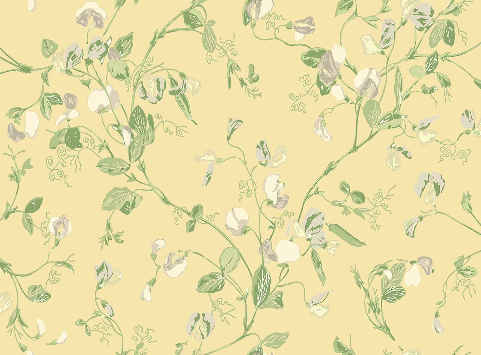 Cole & Son Botanical - Botanica  , Sweet Pea Archive Anthology , Grey & Lime on Yellow
