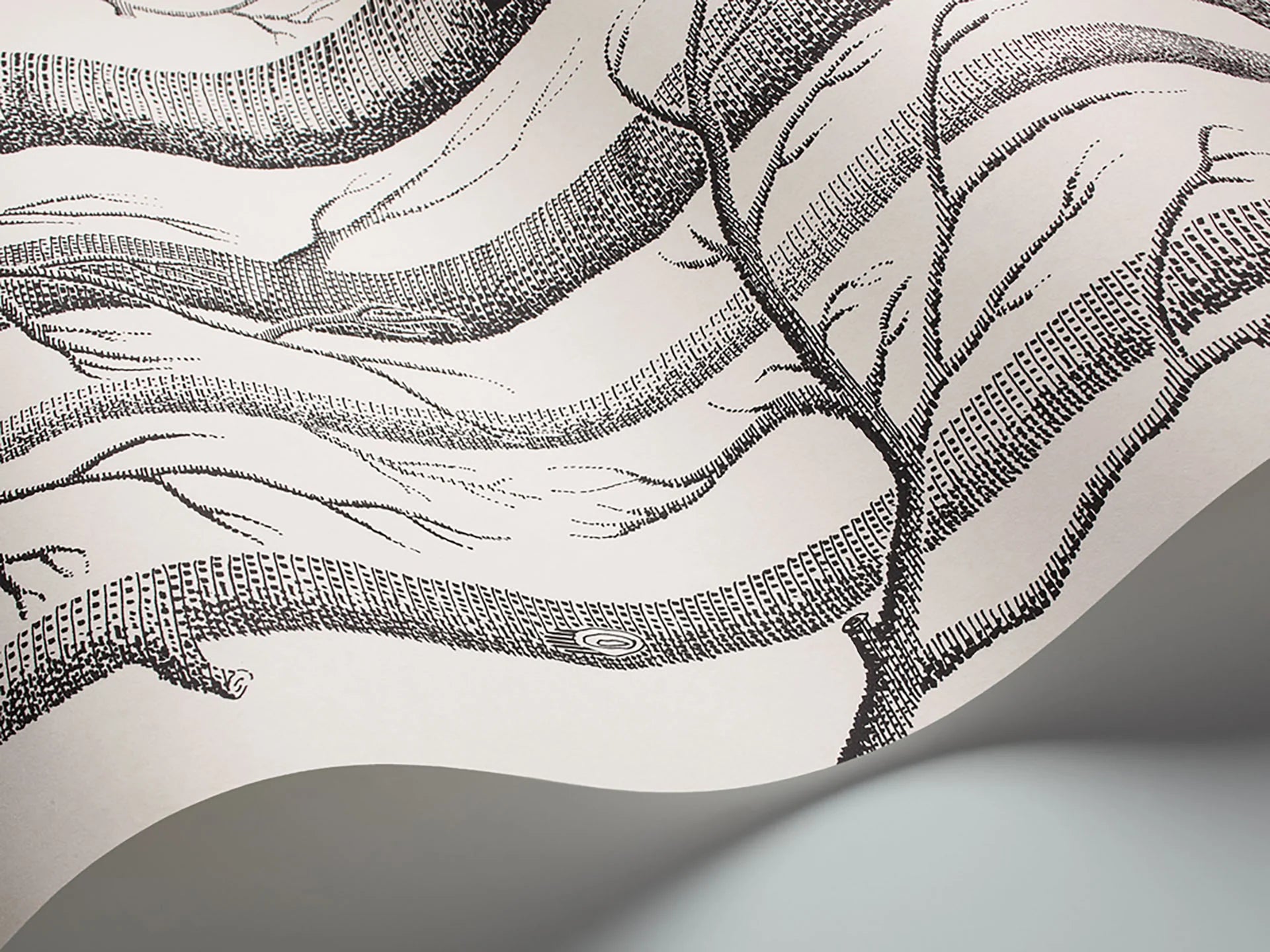 Cole & Son Contemporary Collection, Woods, Black on White